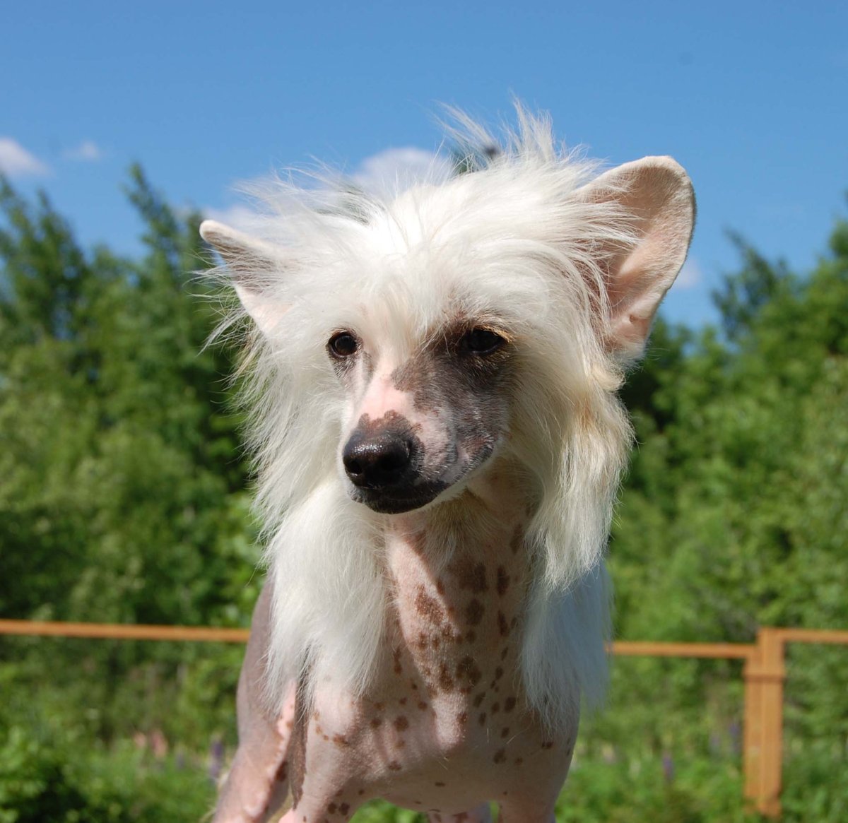 Китайская хохлатая +Мексиканская