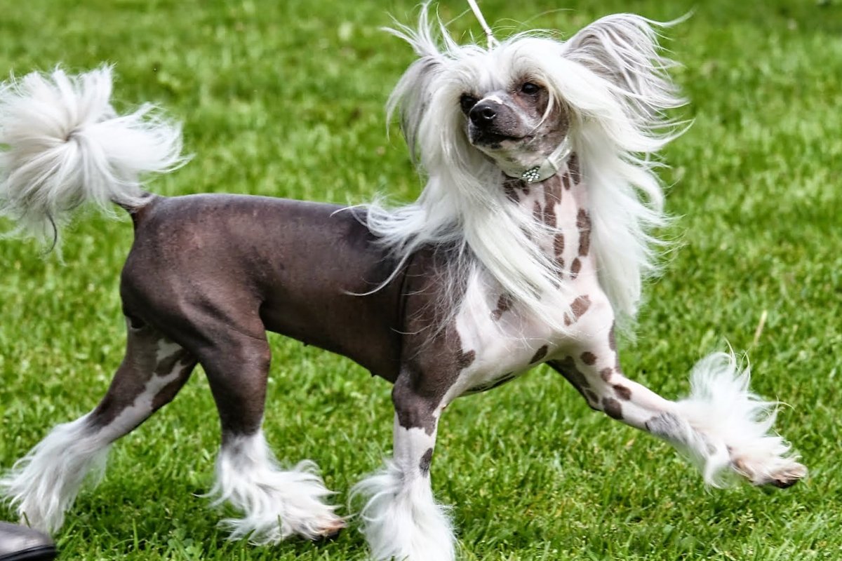 Мексиканская хохлатая собачка