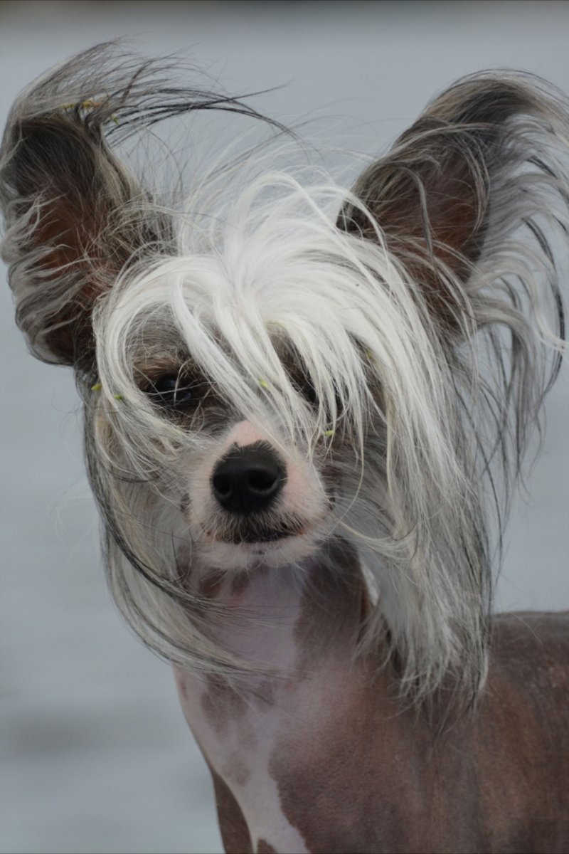 Китайская хохлатая