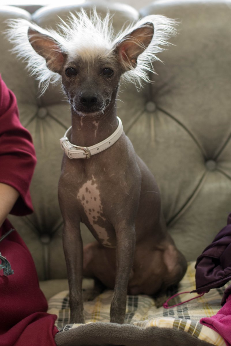 Мексиканская хохлатая мини