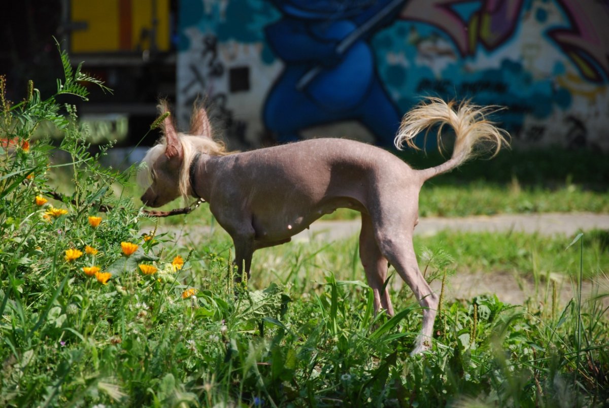 Китайская хохлатая +Мексиканская