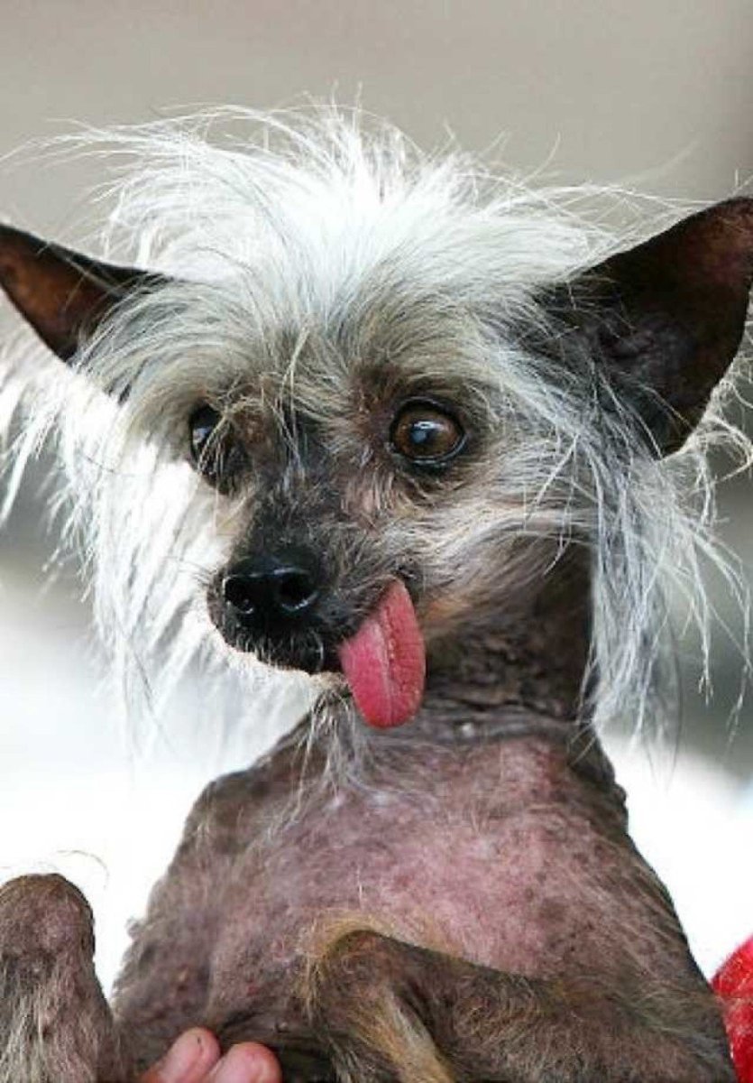 Китайская хохлатая собака лысая