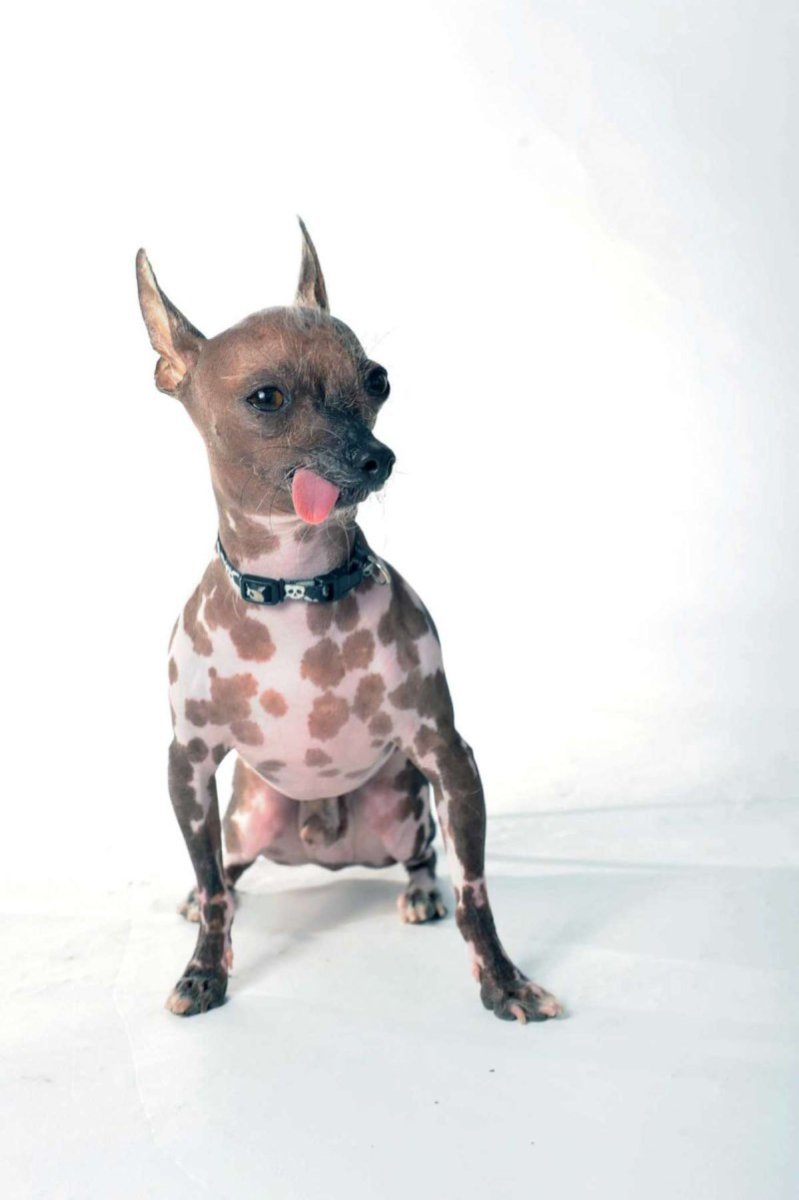 Лысые собаки