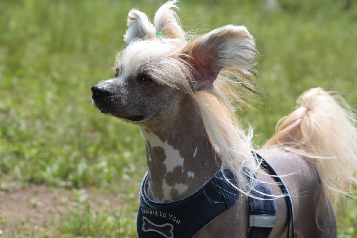 Одежда для лысых собак