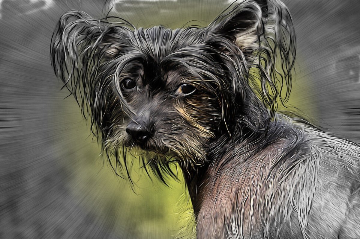 Портрет собаки китайская хохлатая собака