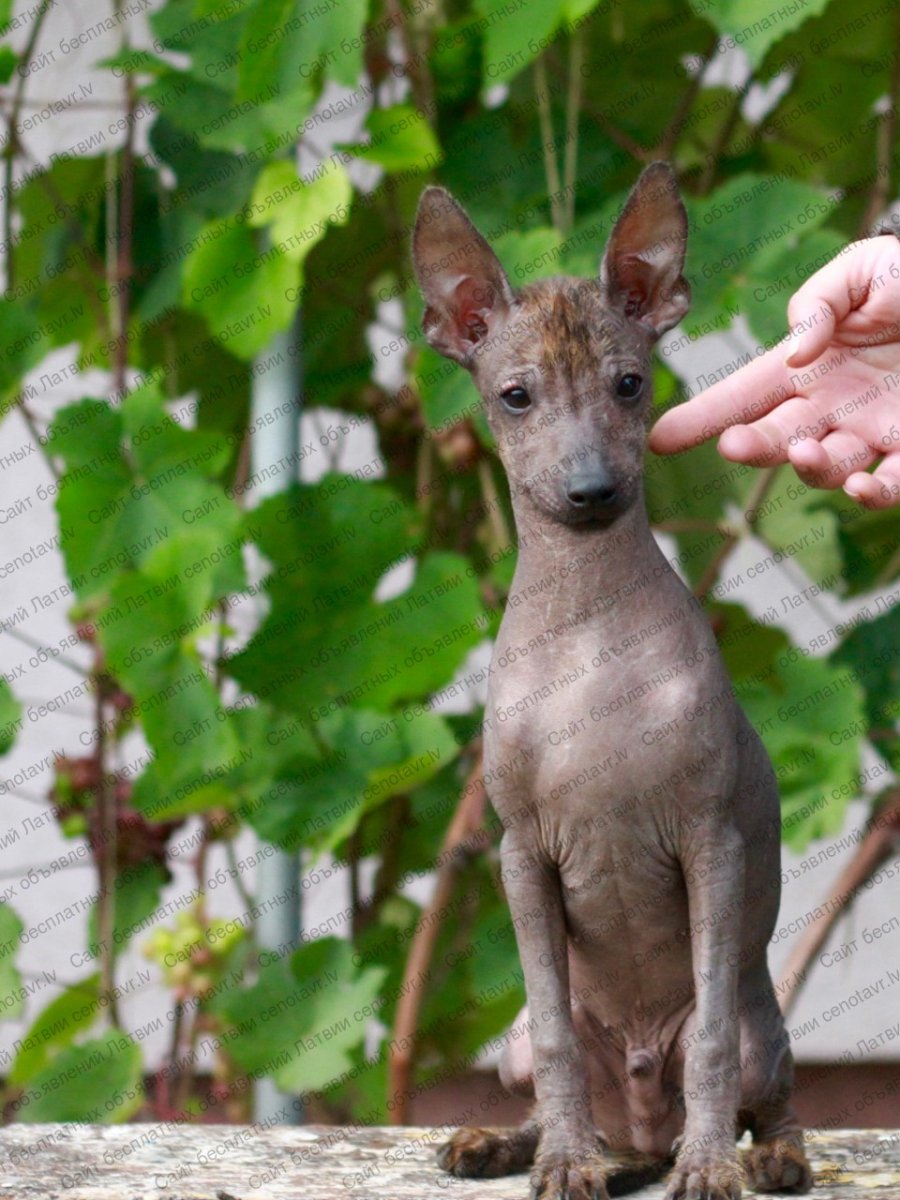 Мексиканская хохлатка