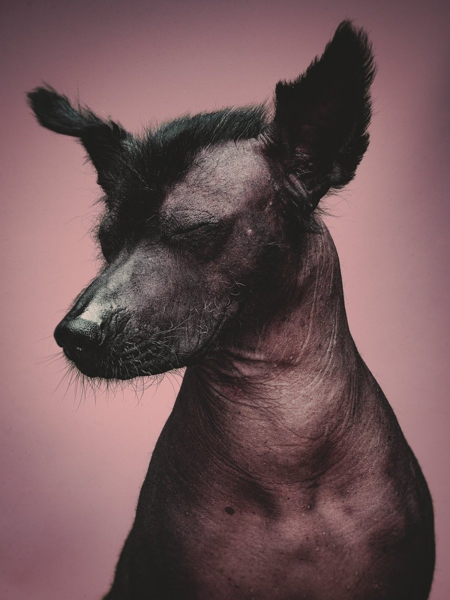 Ксоло портрет