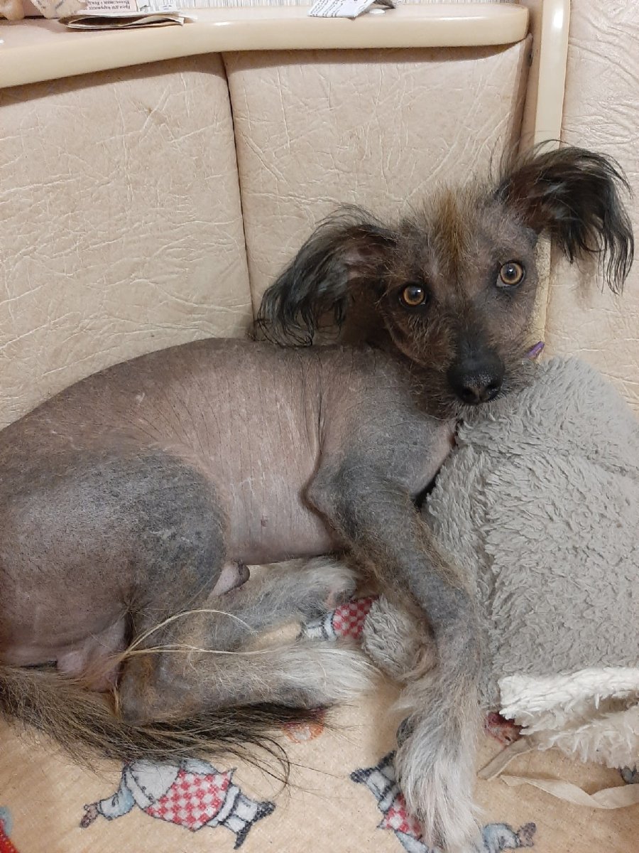 Мексиканский хохлатый пес