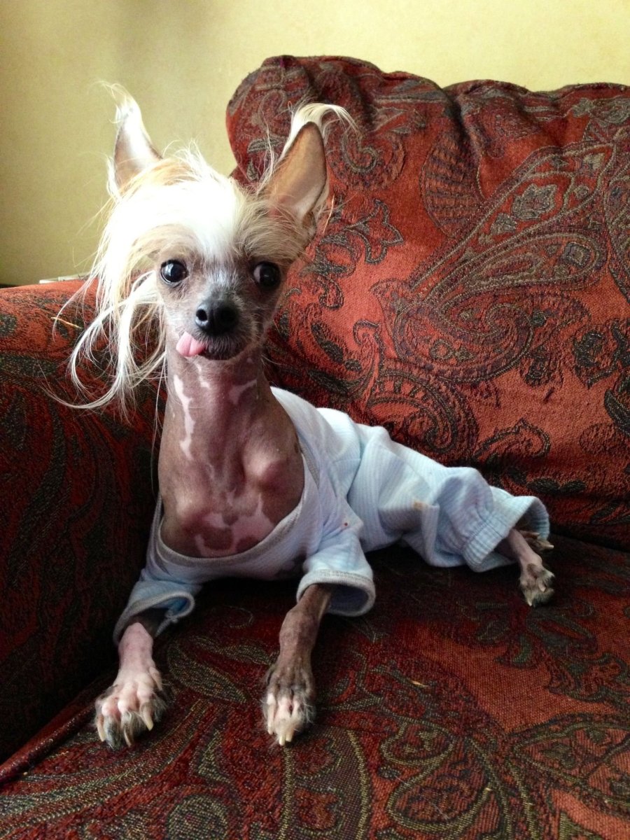 Китайская хохлатая собака лысая