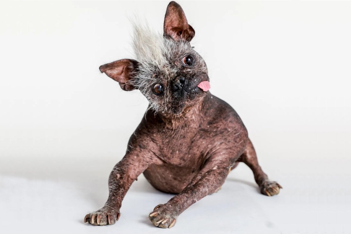 Китайская хохлатая уродливая