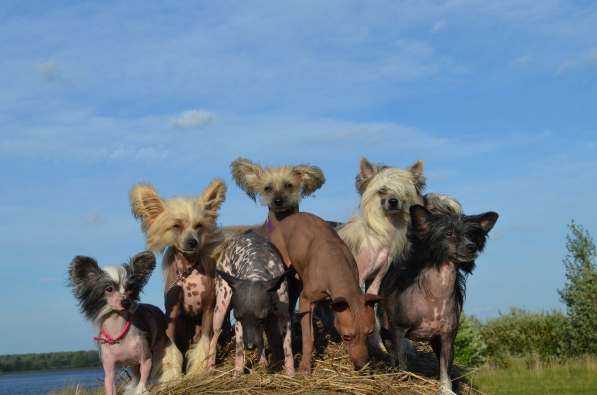 Мексиканская хохлатая фото