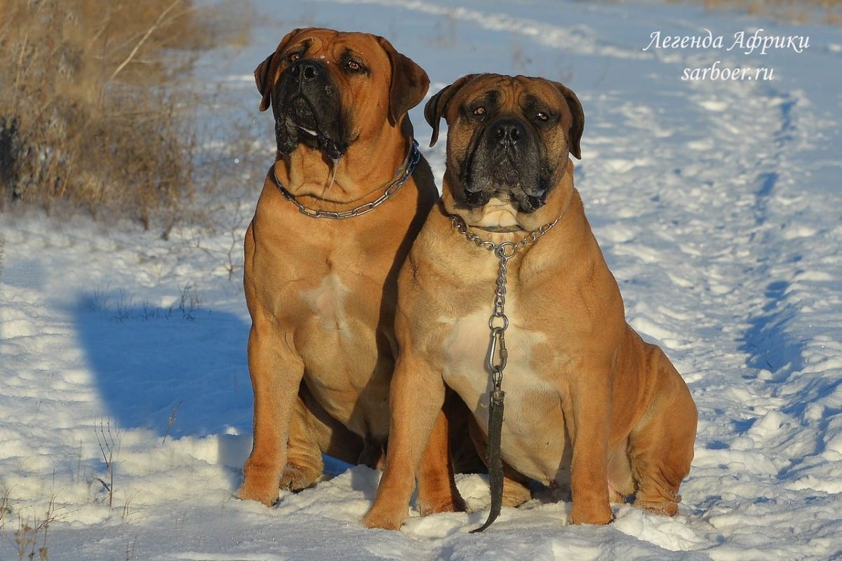 Южноафриканский бурбуль Чак Африка Зула