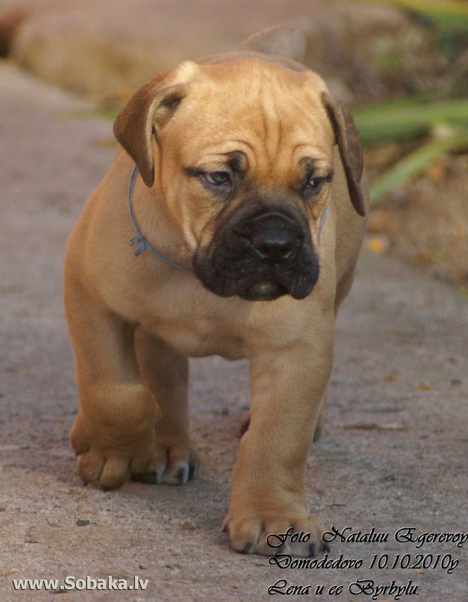 Южноафриканский бурбуль