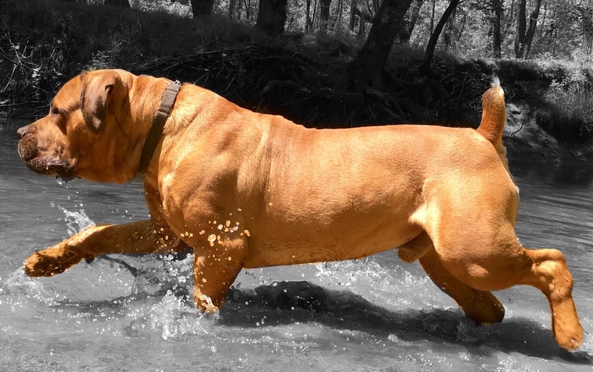 Южноафриканский бурбуль бои