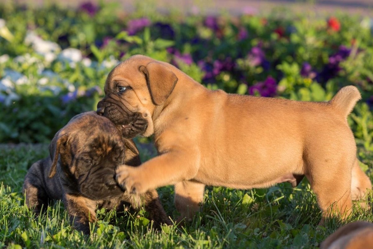 Южноафриканский бурбуль