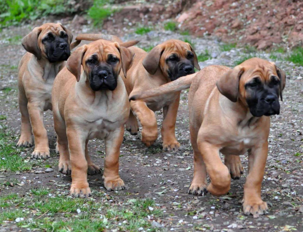 Африканский бурбуль