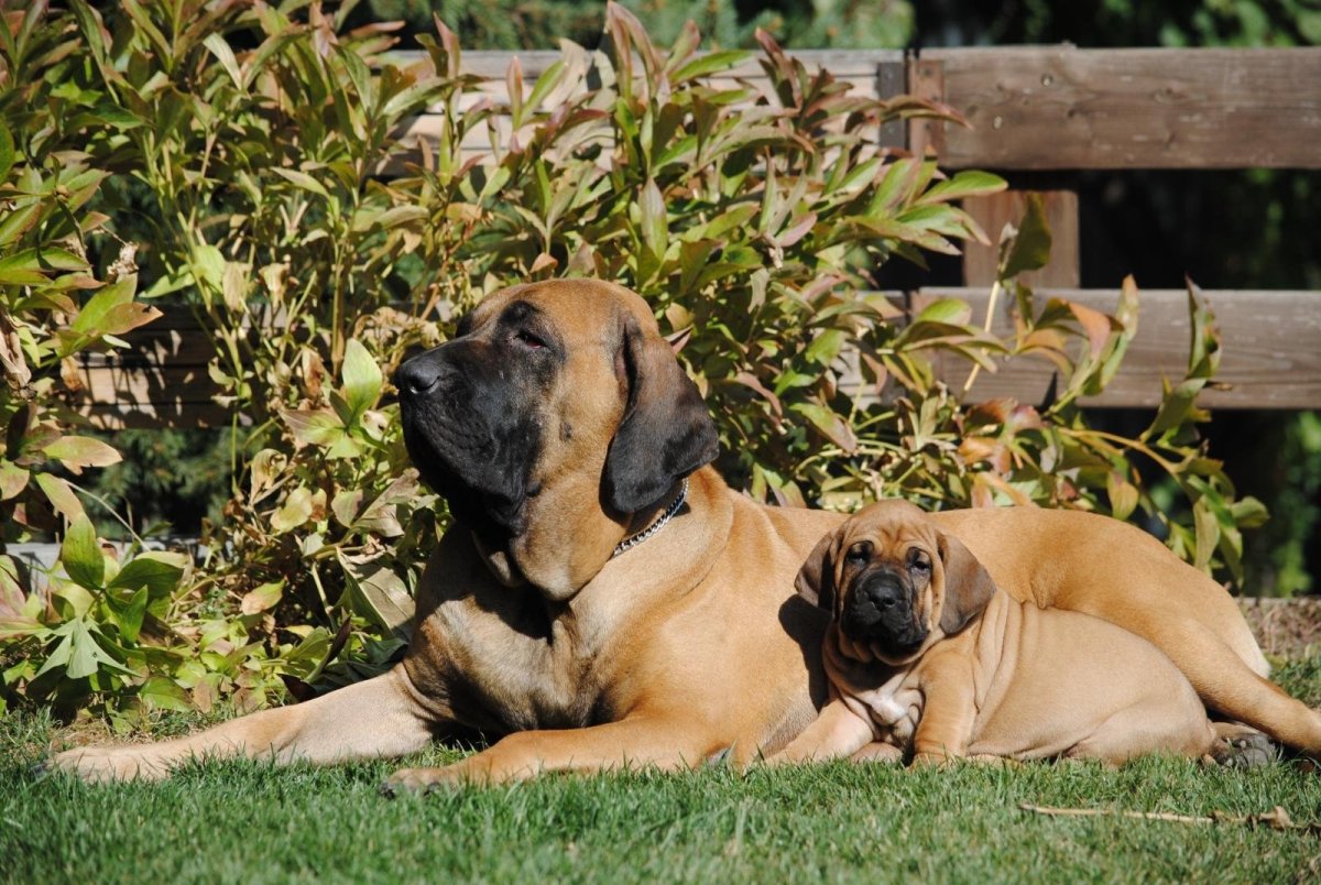 Бурбуль щенок