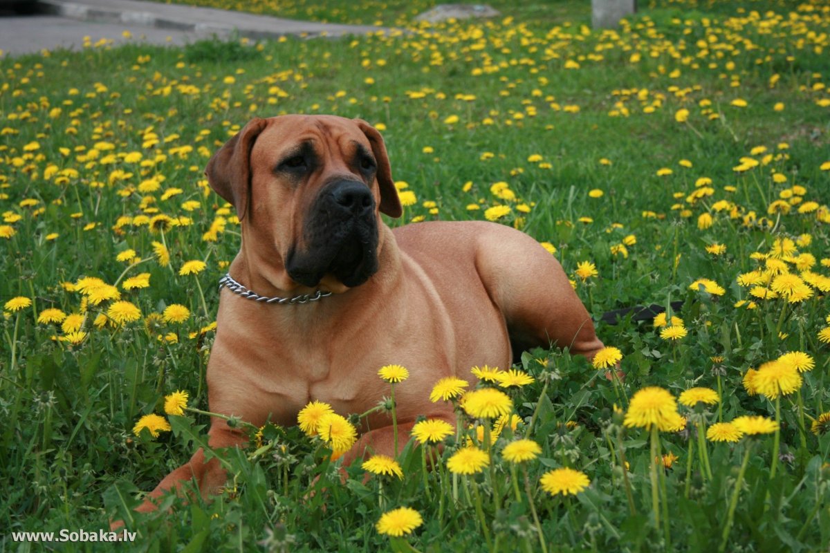 Южноафриканский бурбуль