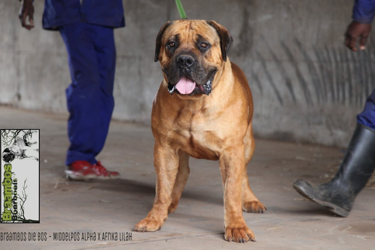 Бурбуль де фландер