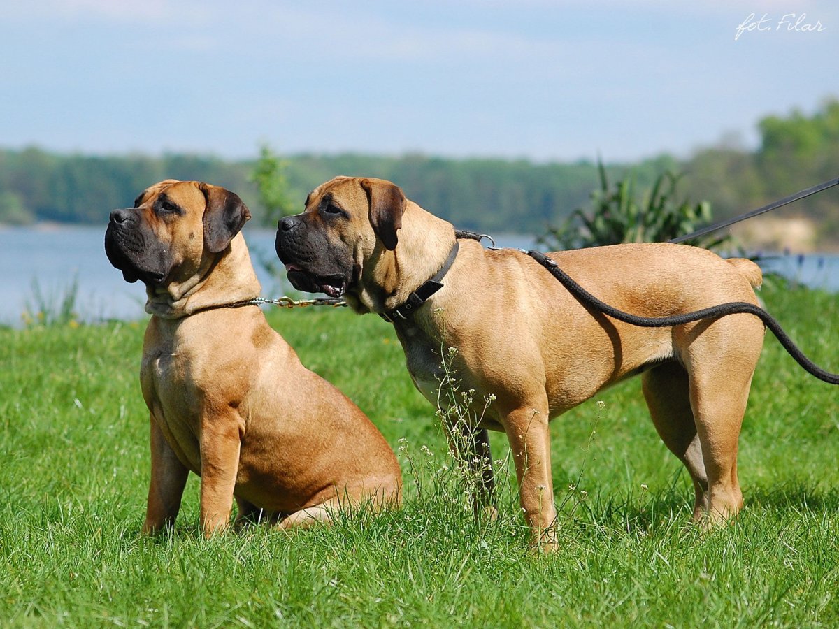 Южноафриканский бурбуль с человеком