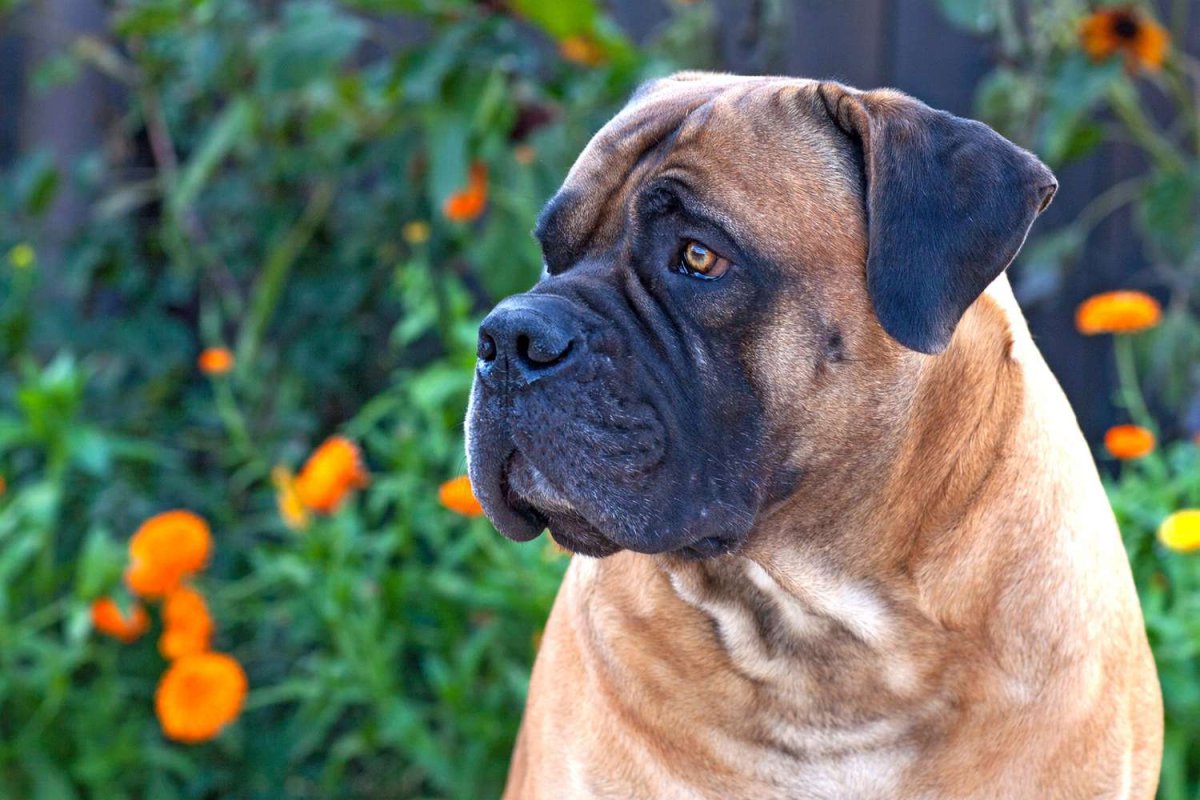 Порода Южно Восточная собак