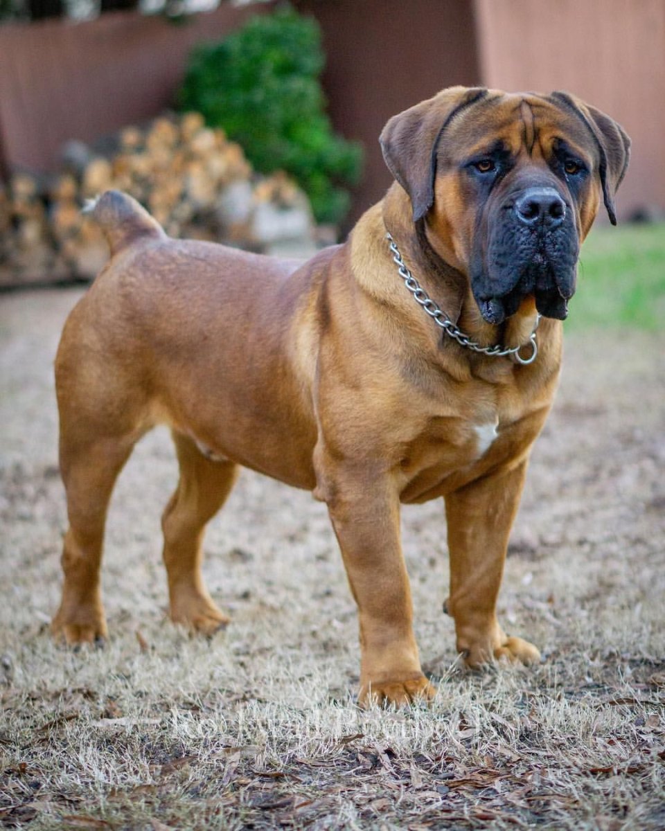 Африканский бурбуль