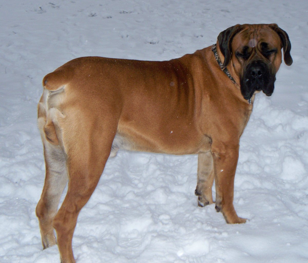 Бурбуль южноафриканский с хвостом