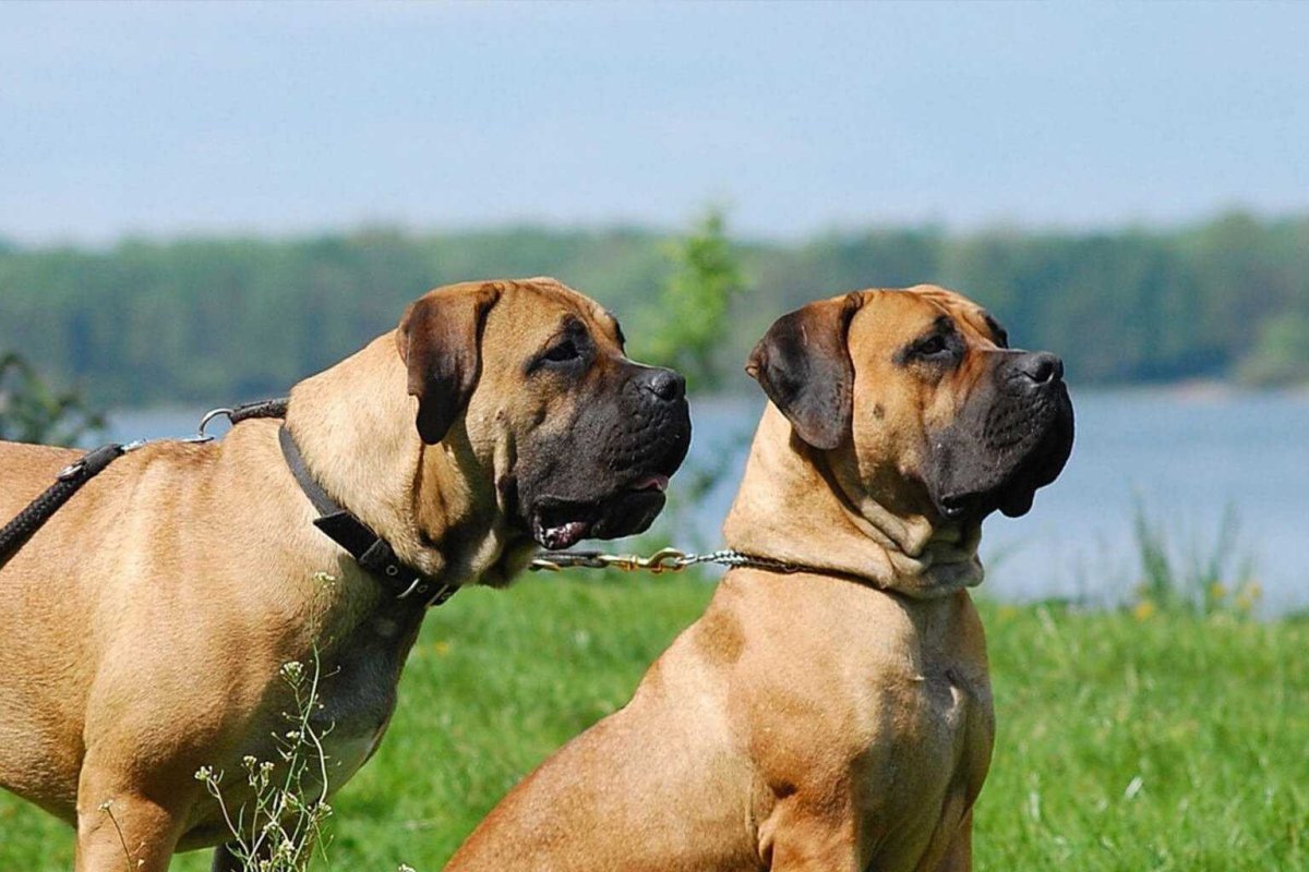 Цезарь Милано бурбуль