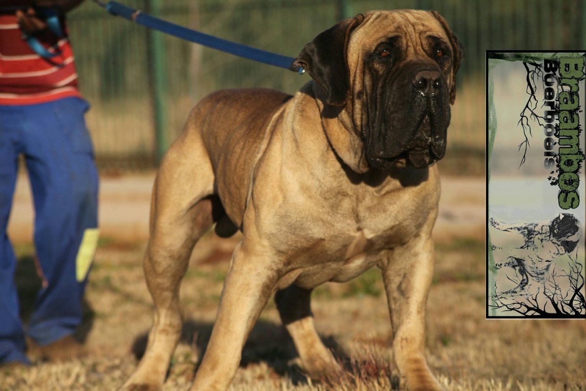 Южноафриканский бурбуль бои