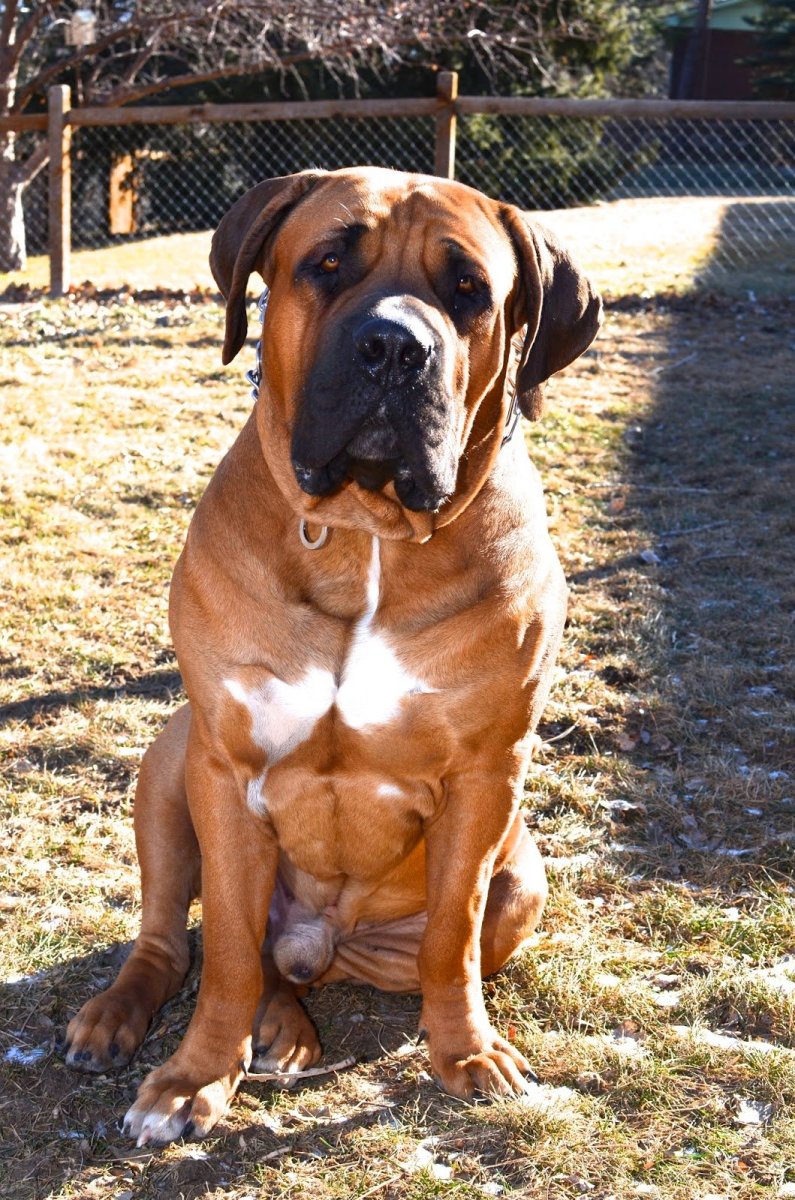 Бурбуль мастиф