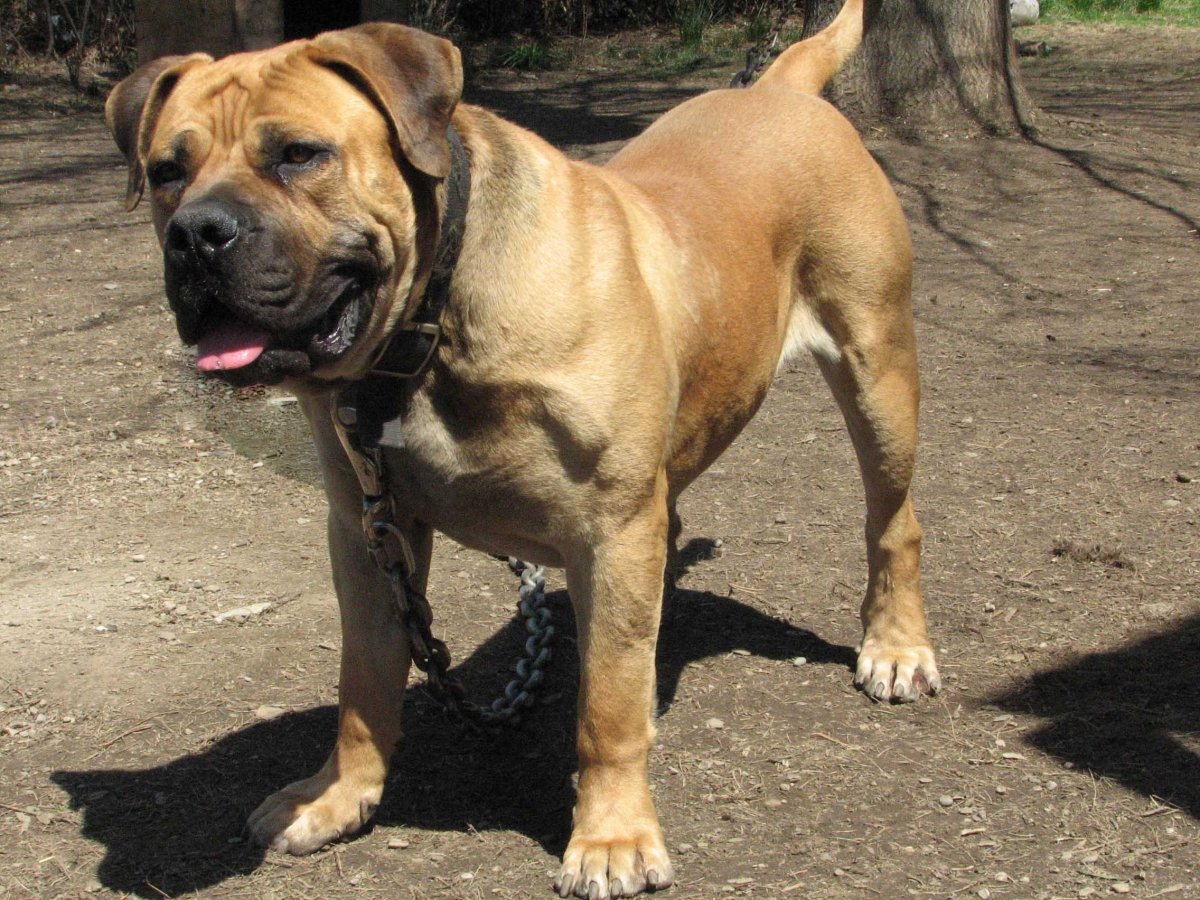 Южноафриканский бурбуль / South African Boerboel к