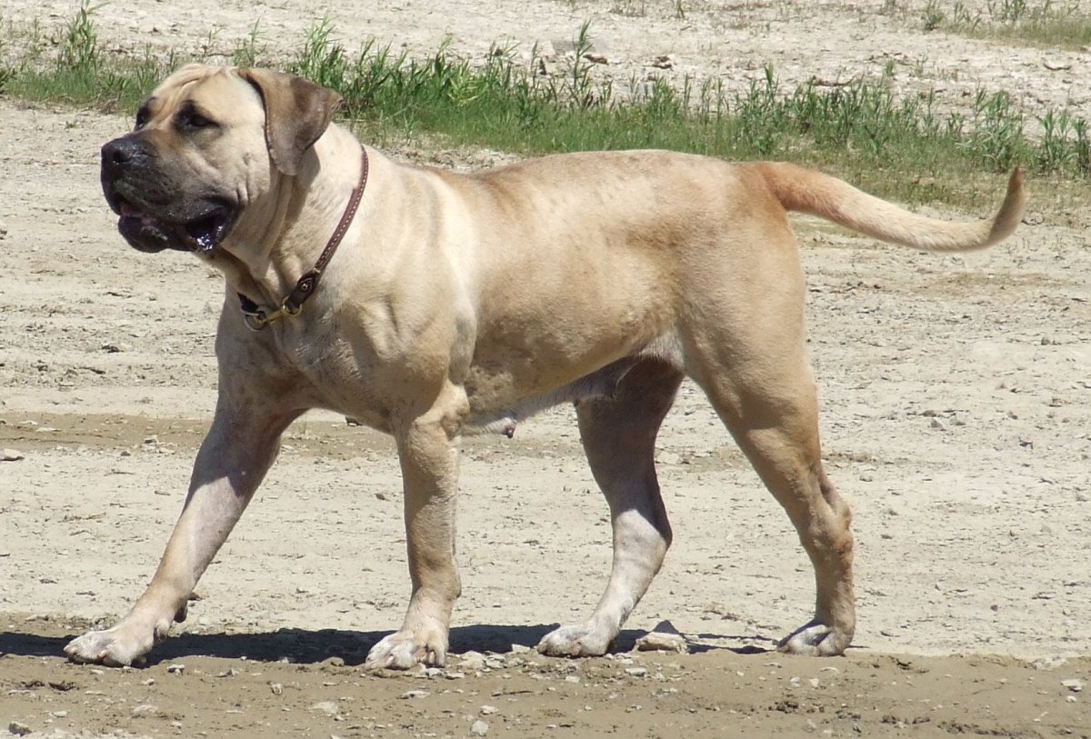 Бур бур собака Африканский