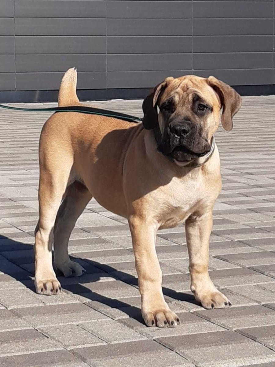 Бурбуль тигровый щенок