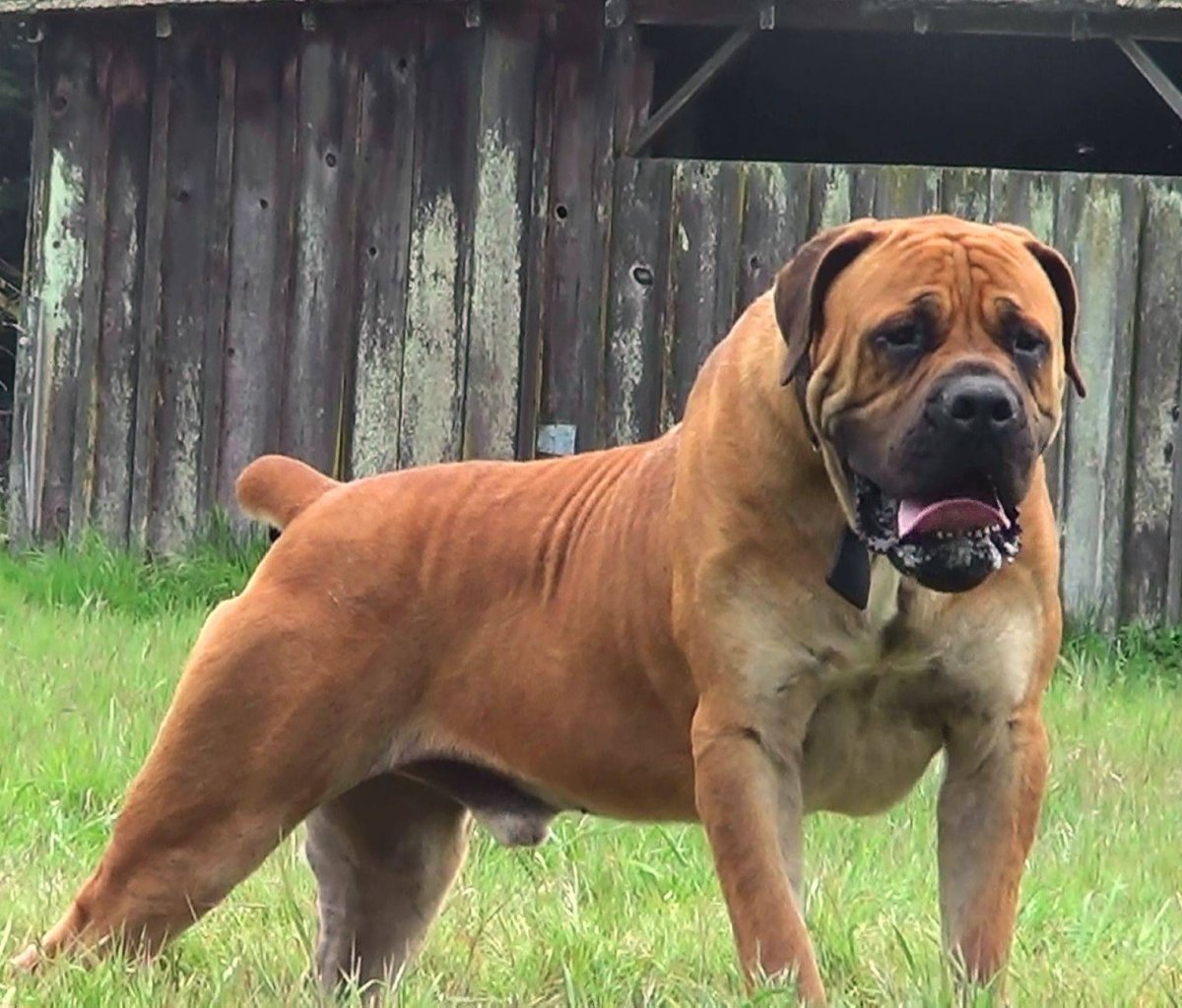 Порода Африканский бурбуль