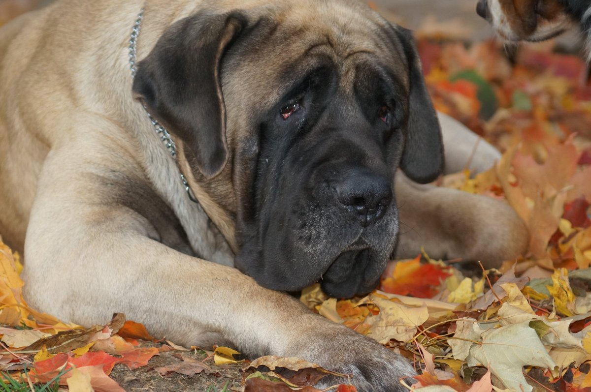 Мастиф щенок короткошёрстный