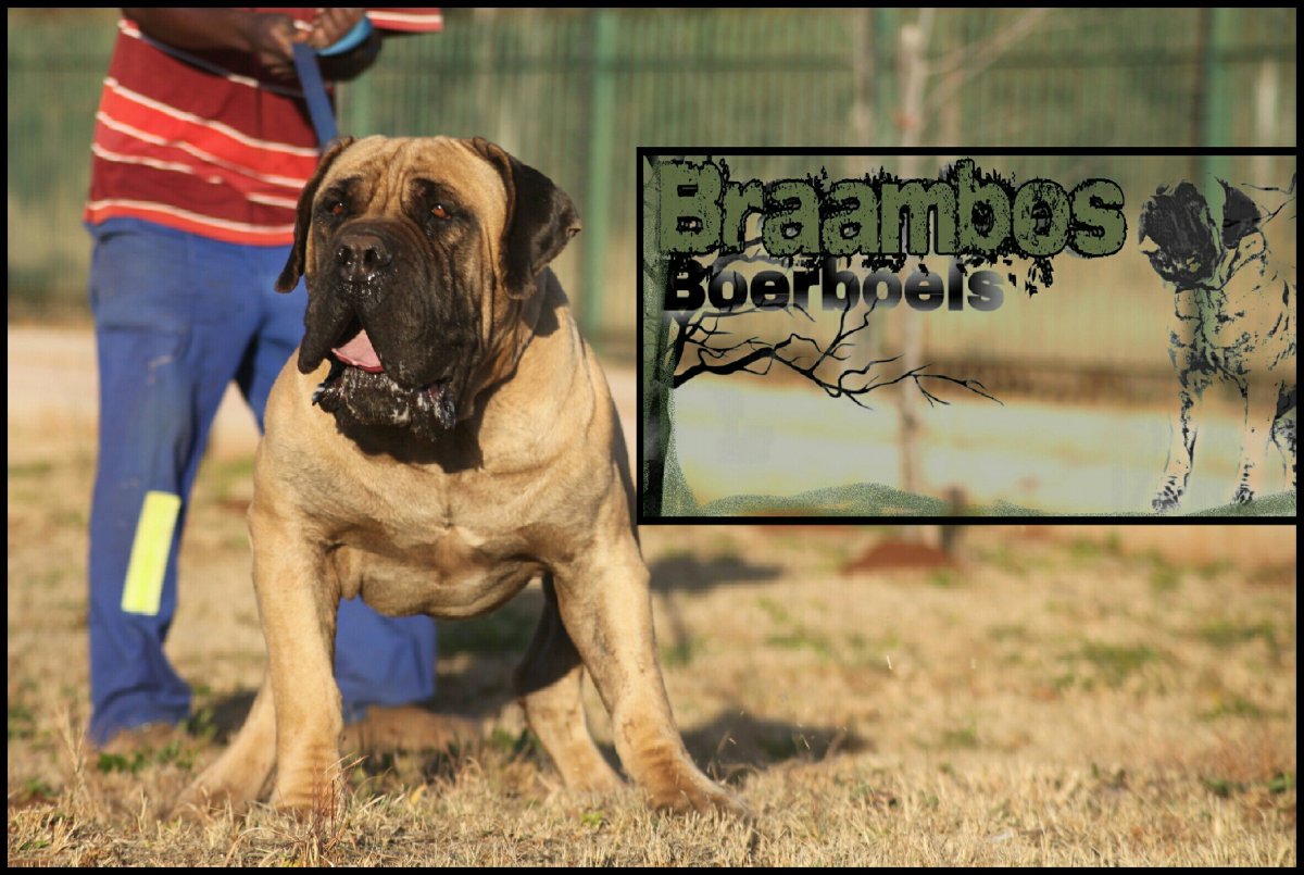 Южноафриканский бурбуль бои