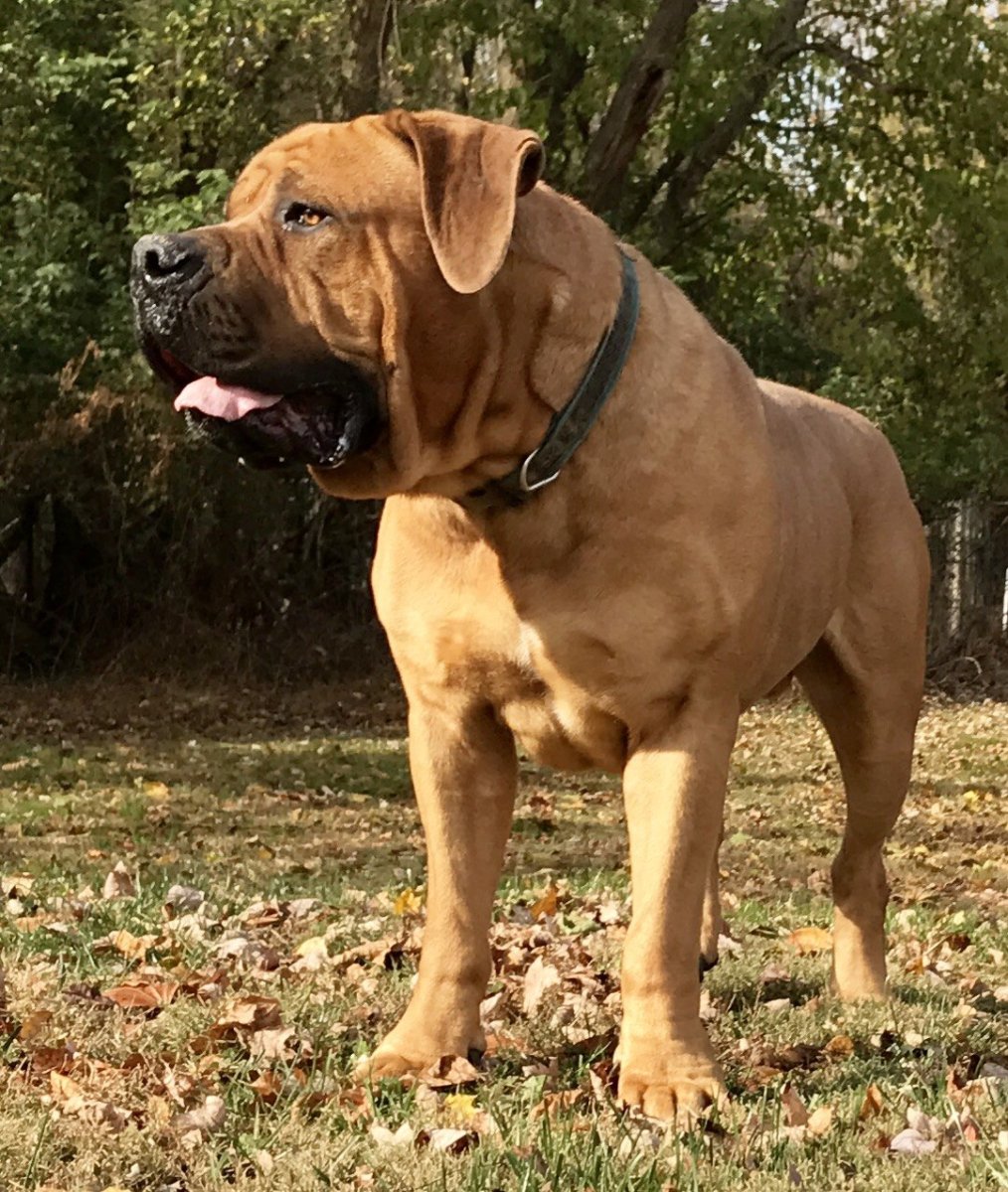 Бурбуль собака