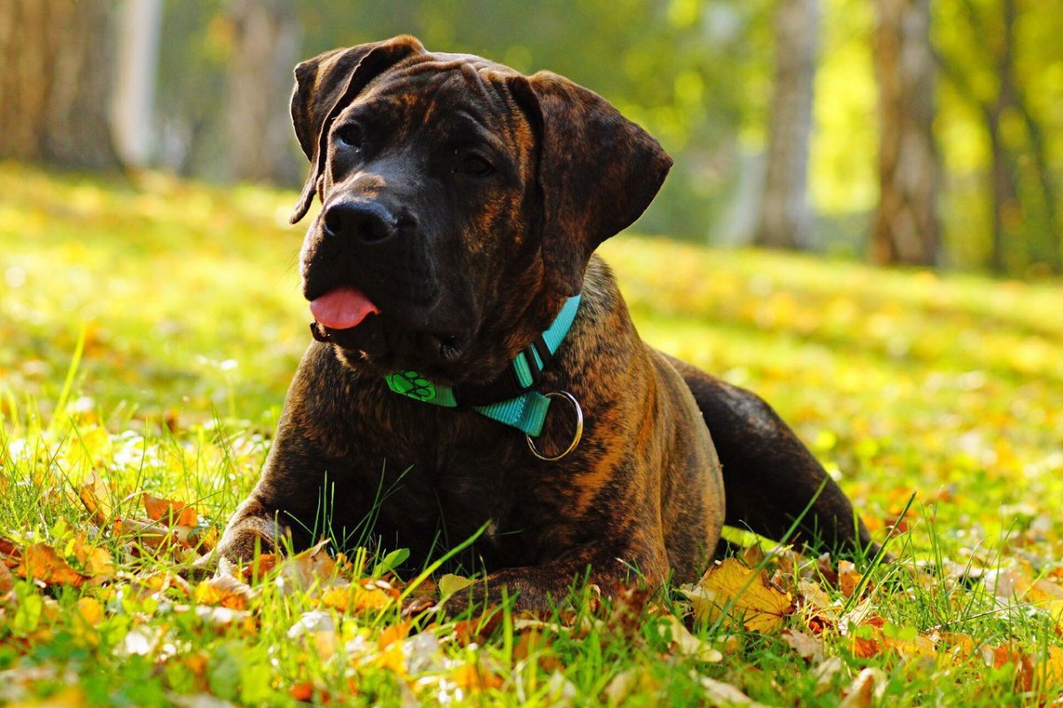 Бурбуль тигровый