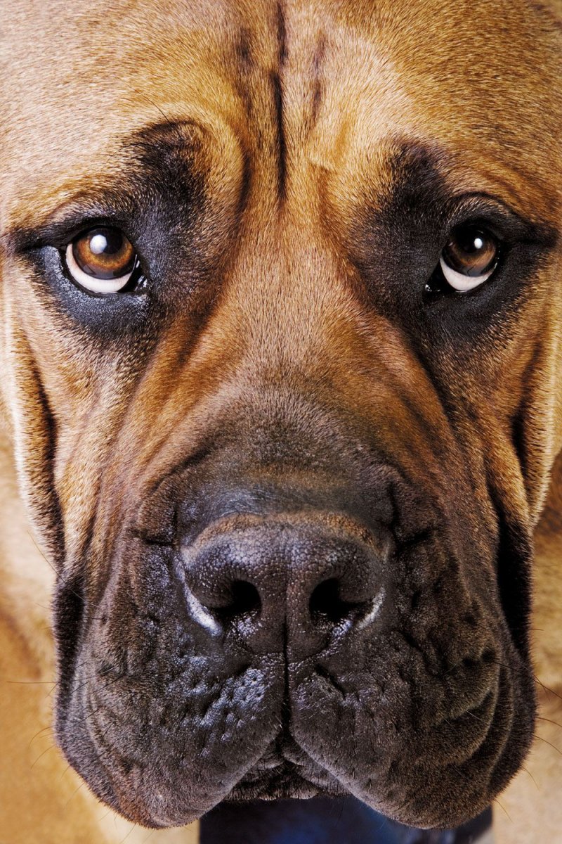 Собака с квадратной мордой большая