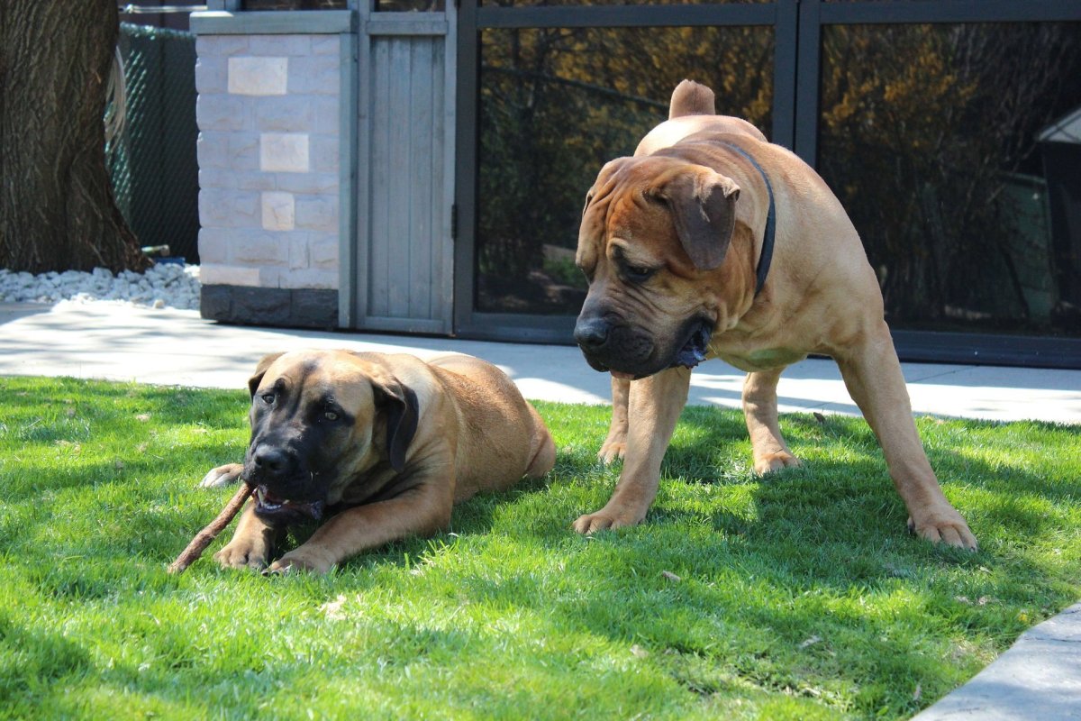 Южноафриканский бурбуль Закери