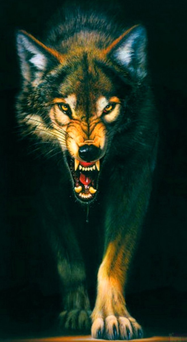 Оскал волка на черном фоне