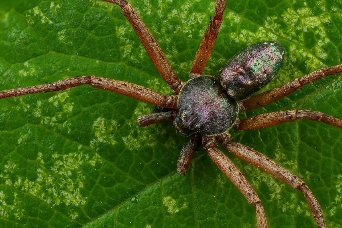 Philodromus SP паук