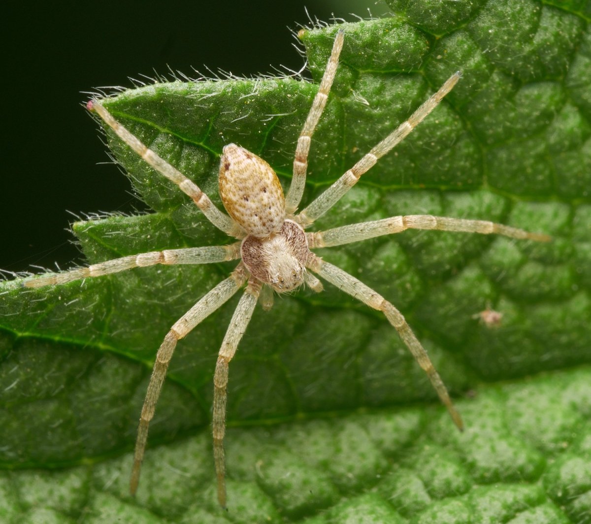 Филодромус дерновый