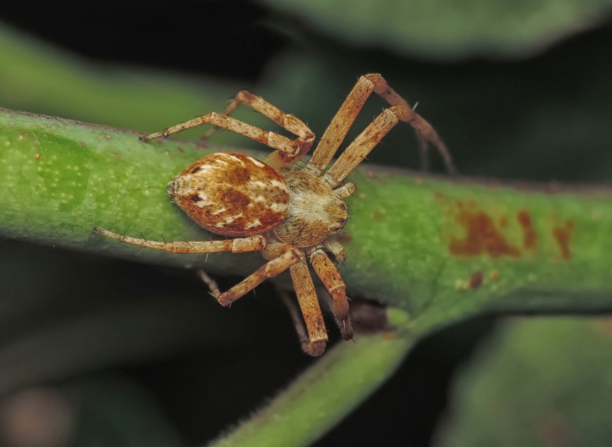 Philodromus cespitum