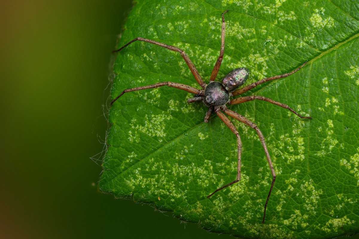 Филодромус черный