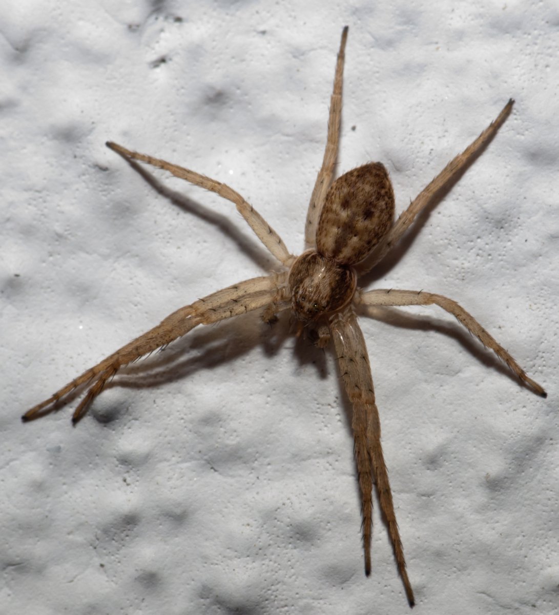 Philodromus cespitum
