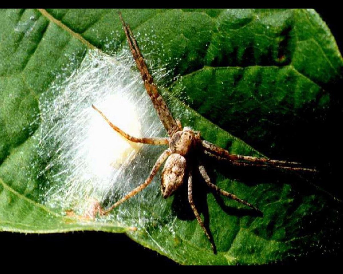 Виноградный паук фото