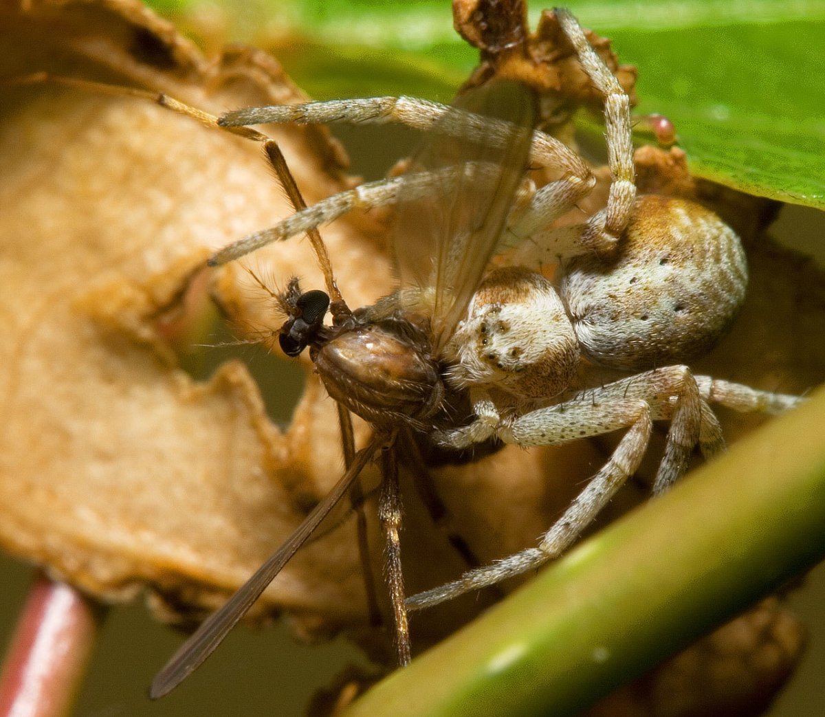 Пауки филодромиды