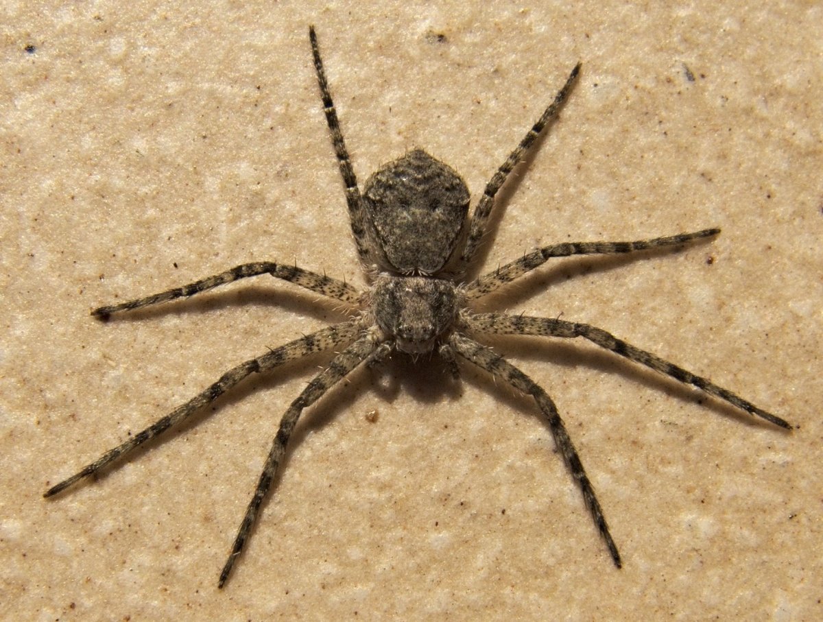 Паук Philodromus fuscomarginatus