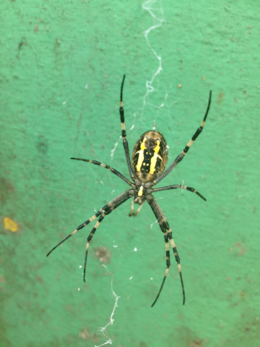 Зеленый паук Крым